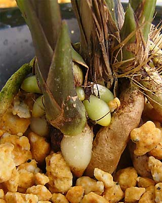 c0068168_9514100.jpg