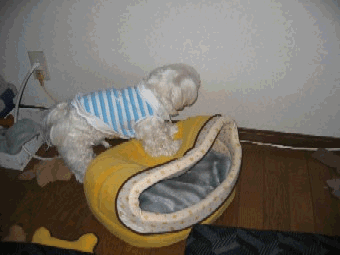 b0060071_2329221.gif