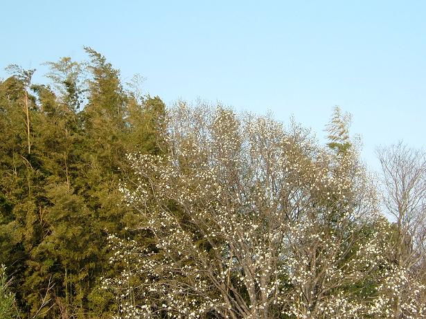 b0064679_2035403.jpg