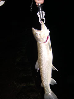 c0071394_10213961.jpg