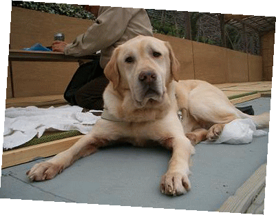 b0063922_96771.gif