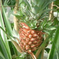 c0062361_22492618.gif