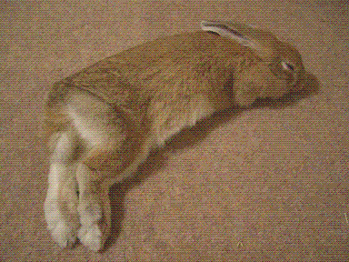 c0071863_15573523.gif