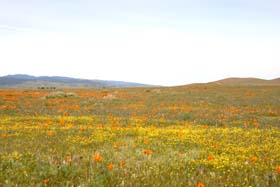 c0033994_101461.jpg