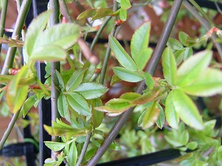 a0034419_1561469.jpg