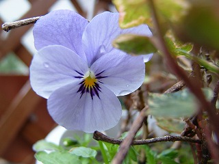 a0034419_15691.jpg