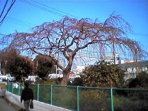 b0046234_12172795.jpg