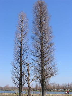c0038983_182554.jpg