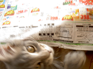 b0065499_18502377.gif