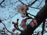 b0038008_715582.jpg