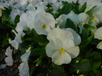 b0038008_7165644.jpg