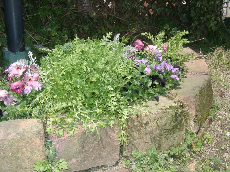c0025027_1755561.jpg