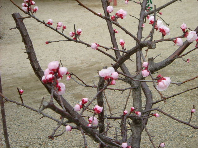 b0055171_12141772.jpg