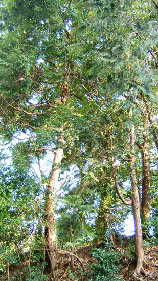 b0021397_0203591.jpg
