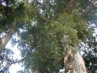 c0057781_1720092.jpg