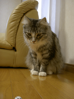 b0065499_18213459.gif