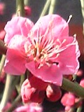 c0027700_1840339.jpg