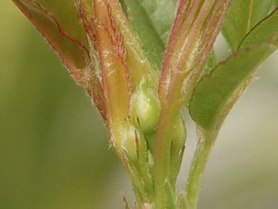 b0052108_11134643.jpg
