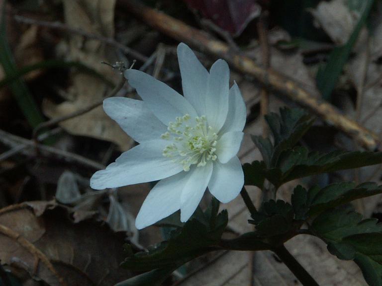 b0039226_051554.jpg