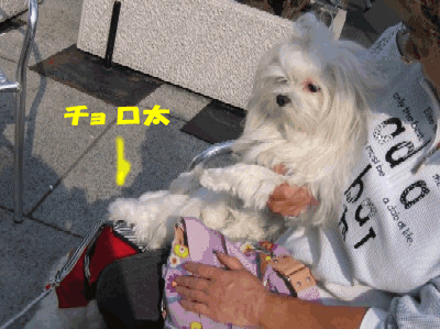 b0060071_23302692.gif