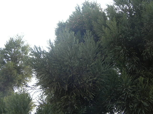 c0061377_2344318.jpg