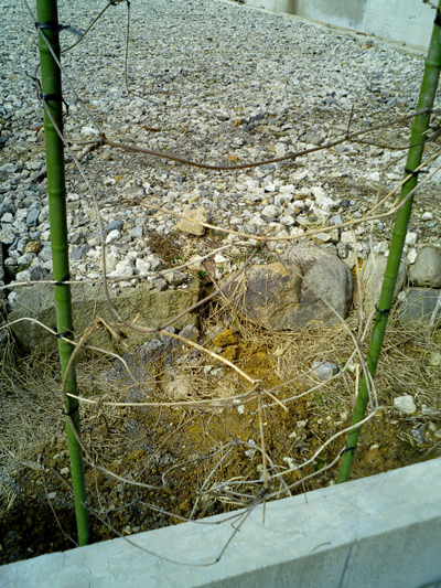 d0005783_1555665.jpg