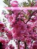 c0027700_9232786.jpg