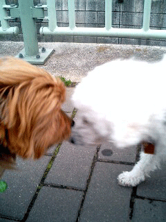 c0033145_2043187.gif