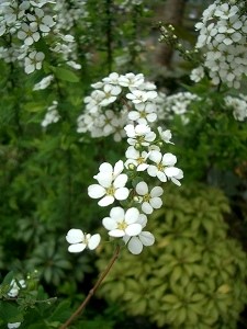 c0043751_2444879.jpg
