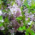 b0021865_12595155.jpg