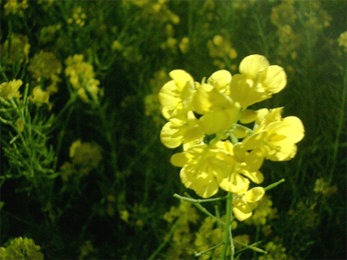 a0036412_22502194.jpg