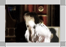 b0068222_2131180.gif