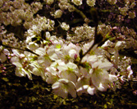 d0008925_281939.jpg
