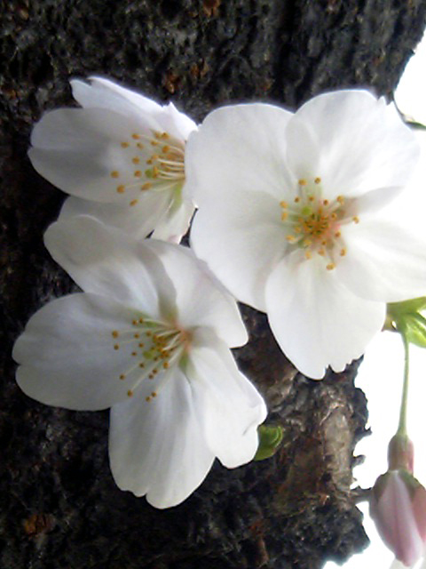 a0013134_136772.jpg