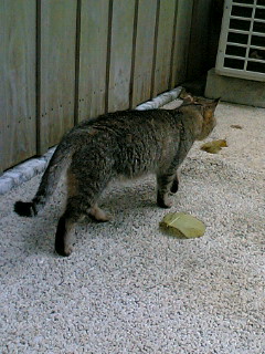 b0004189_0223968.jpg