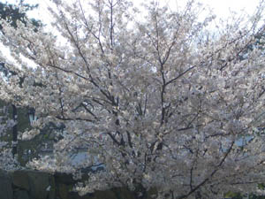 c0052689_17481431.jpg