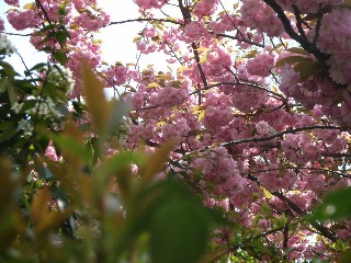 c0032799_66275.jpg
