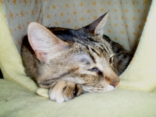 a0027720_1137390.jpg