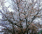 c0056237_23194644.jpg
