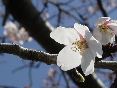 b0050443_11413523.jpg