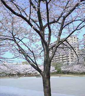 c0061774_19463372.jpg