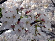 c0037299_23285551.jpg