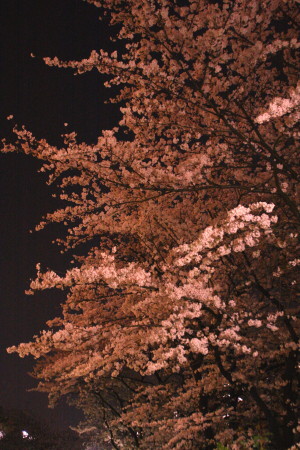 c0044199_0138.jpg
