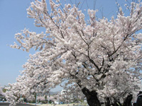 c0032408_2311867.jpg