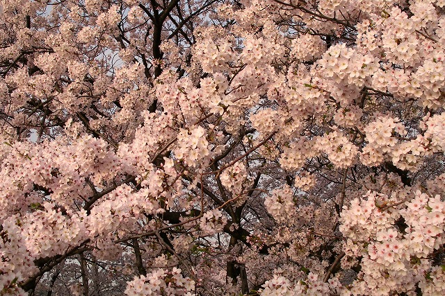 a0034419_12143676.jpg