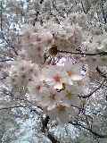 c0070940_16292421.jpg