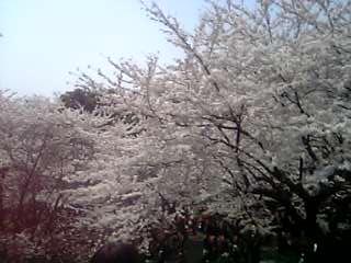b0060450_026312.jpg