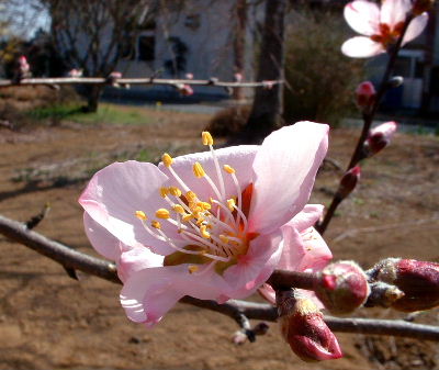 b0015260_1982073.jpg