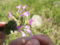 c0045882_20541971.jpg