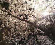 c0036690_1524562.jpg